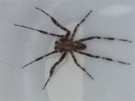 Spiders in New York - Species & Pictures