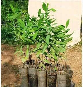Red sandalwood tree live plant,live tree plant for red sandalwood (Pack ...