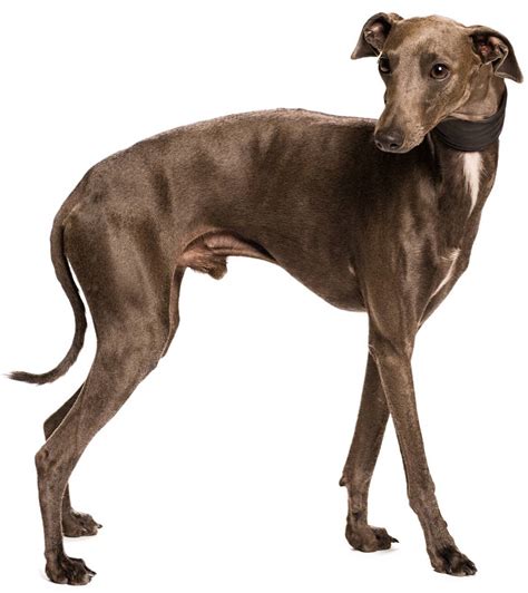 Greyhound - Dog Breed Guide