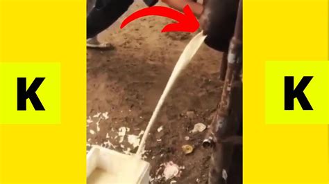 Exploding Cow Abscess 的图像结果