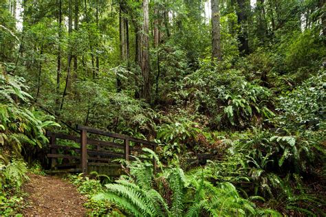 Van Damme State Park — MendoParks