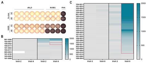 Vaccination Against RhoC in Prostate Cancer Patients Induces Potent and ...