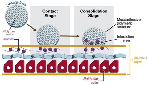 A Review on Xerostomia and Its Various Management Strategies: The Role ...