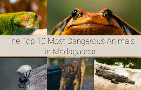The Top 10 Most Dangerous Animals in Madagascar - Wild Travel Blog