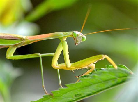 Urban Wildlife Guide: Praying Mantis