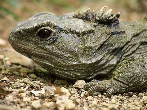 Parietal Eye Tuatara