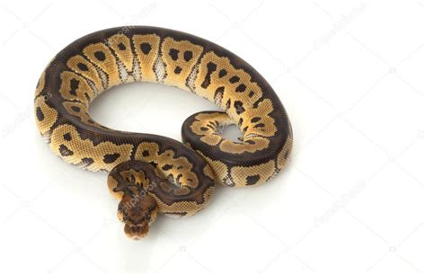 Image result for Clown Ball Python Sticker