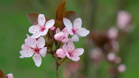 Flowering Plum Tree 的图像结果