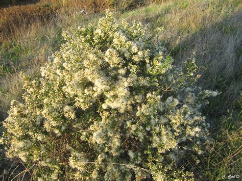 Hayward Shoreline Plants
