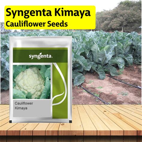 Syngenta Kimaya Cauliflower Seeds – Agriplex