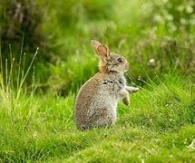 Image result for Small Wild Rabbit