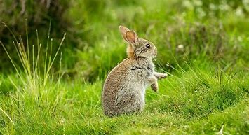 Image result for New York Wild Rabbits