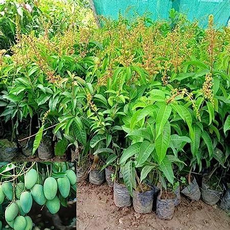 All Time Mango Plant Thai (GRAFTED) baramasi all season sadabahar mango ...
