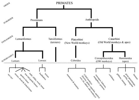 Figure 10.1 : Classification of humans among the primates.