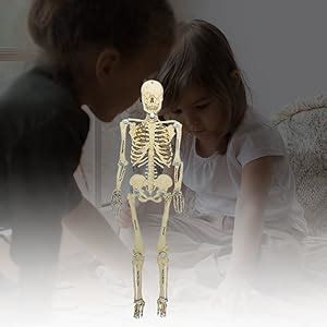 Buy StepsToDo DIY Wooden Human Skeleton Making Learning kit for ...