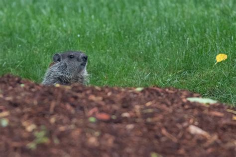 Woodchucks (Groundhogs)