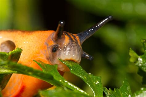 Slug Eating a Leaf [6000x4000][OC] : r/MacroPorn