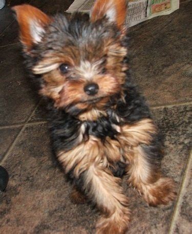 Tiny teacup Yorkie