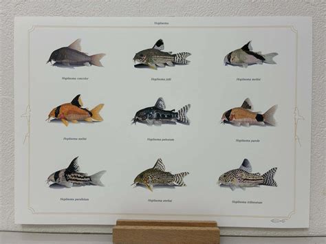 Hoplisoma Drawing A4 Poster | Osakanacraft