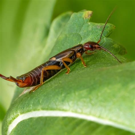 4 Easy Steps To Get Rid Of Earwigs In The Garden