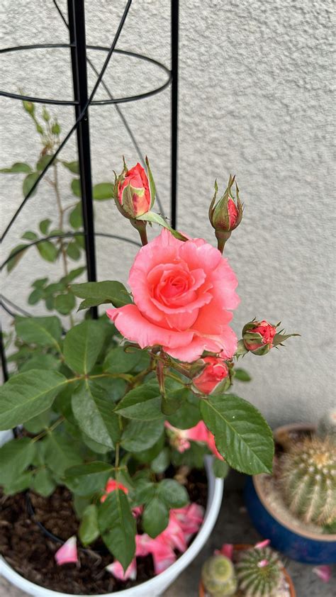 America Climbing Rose | Heirloom Roses