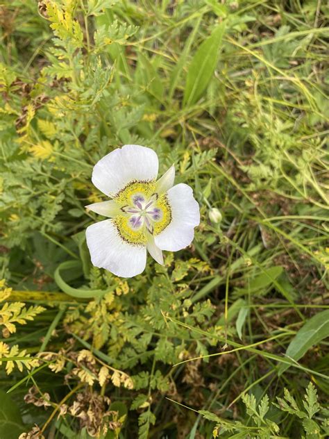 Help! Unique wildflower found in CO Rocky Mountains? : r/PlantIdentification