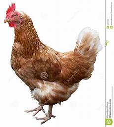 Hen Background by Brown Hen Isolated On White Background Stock Image Hen Background