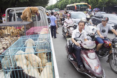 Chinese activists call for end to dog meat festival