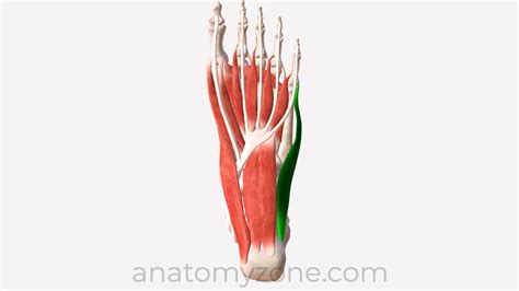 Flexor Digiti Minimi Foot