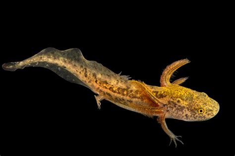 Tiger Salamander Larver The Reptiles And Amphibians Of Arizona