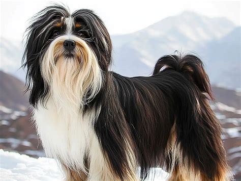 Tibetan Terrier: The Loyal, Cheerful, Ancient Companion