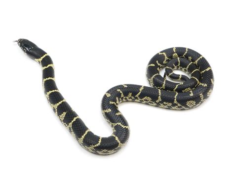 2022 Female Mexican Black King Snake X King Duran. – New England ...