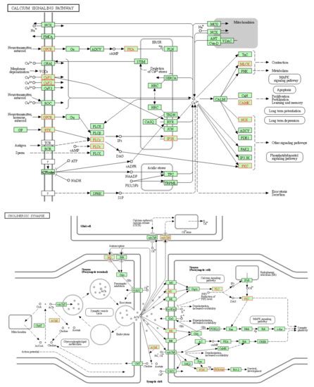 Cucumis sativus L. Seeds Ameliorate Muscular Spasm-Induced ...
