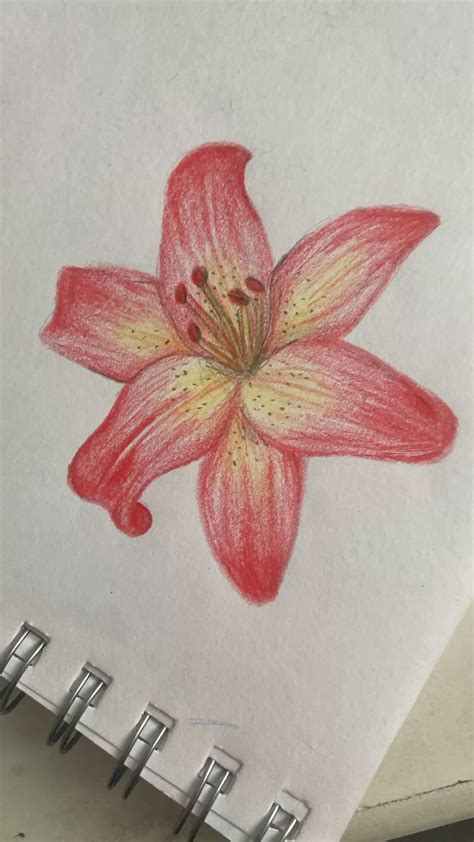 lily drawing in 2025 | Lilies drawing, Flower art drawing, Doodle art ...