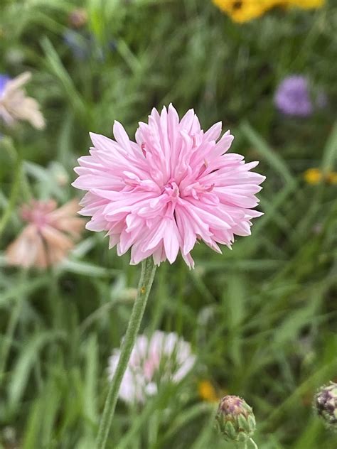 What are these 3 types of wildflowers in SE Michigan? : r/whatsthisplant