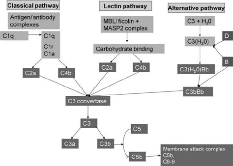 Image result for Complement Pathways Animation