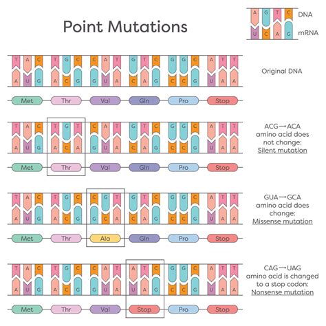 DNA substitution, deletion, and insertion point mutations diagram ...