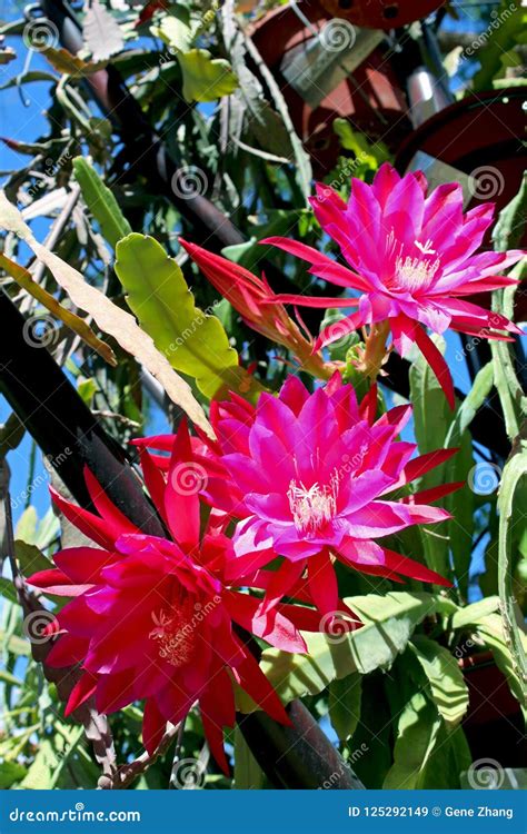 Cactus Flowers That Only Bloom At Night at Richard Gaines blog
