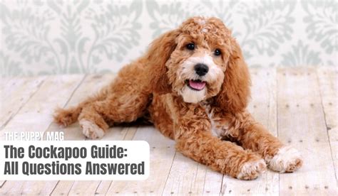 Image result for Cockapoo Spaniel