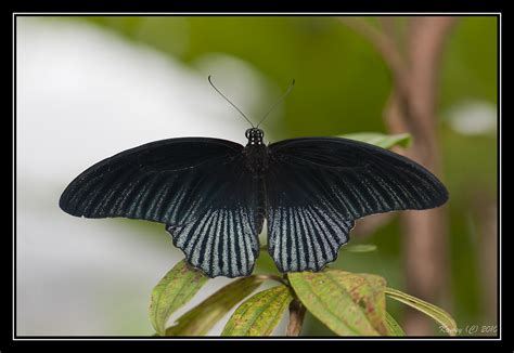 Great Mormon, 美凤蝶 | Papilio memnon agenor | Nelson Ong | Flickr