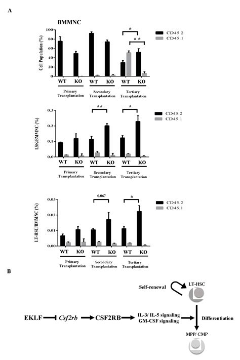 Negative Regulation of the Differentiation of Flk2− CD34− LSK ...