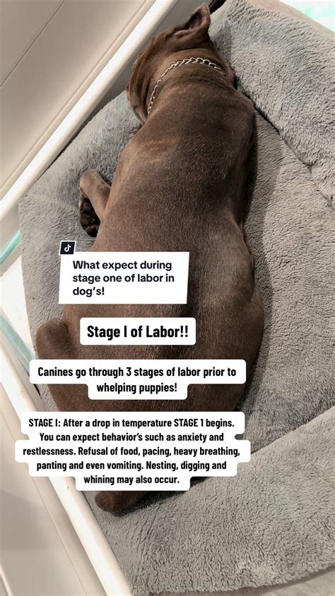 Understanding the 3 Stages of Dog Labor: What to Expect | TikTok