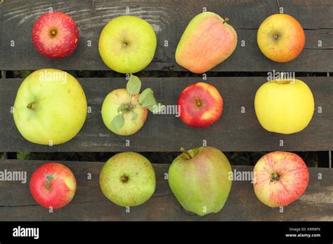 Cooking Apple Types 的图像结果