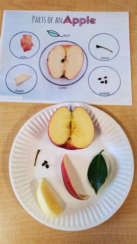 Apple Color Sorting Activity for Toddlers | Apple activities, Apple ...