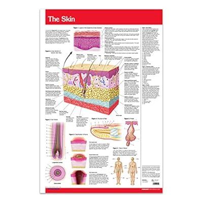 Buy Skin Chart - Human Skin Guide - 24 x 36 Laminated Poster Online at ...