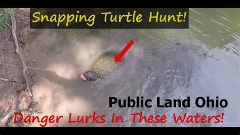 Snapping Turtle Hunting 的图像结果