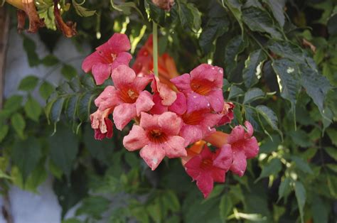 Container Grown Trumpet Vine Plants - How To Grow Trumpet Vine In A ...