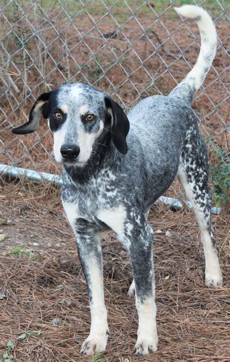 Australian Cattle Dog Hound Mix