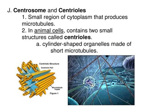 Cell Structure and Function - ppt download