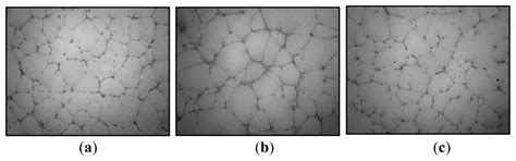 Marine Polysaccharides: A Source of Bioactive Molecules for Cell ...
